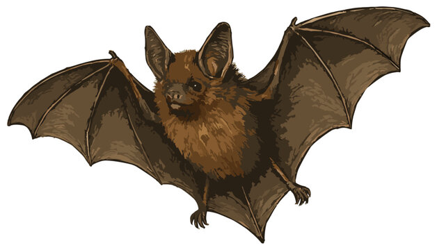 Eptesicus fuscus illustration art