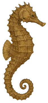 Hippocampus kuda illustration art