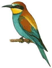 Merops apiaster illustration art