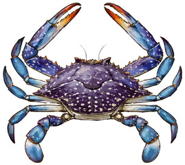 Portunus sanguinolentus illustration art