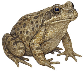 Rana temporaria illustration art