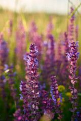 Purple sage flowers blooms in the summer meadow.