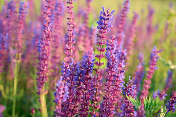 Purple sage flowers blooms in the summer meadow.