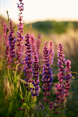 Obraz premium Purple sage flowers blooms in the summer meadow.