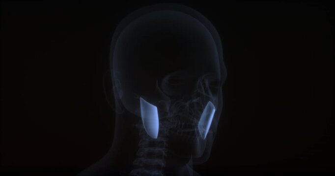 Masseter muscle in human body. X Ray. Loop