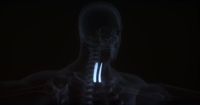 Sternothyroid muscle in human body. X Ray. Loop