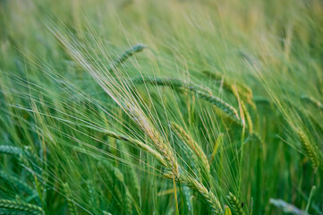 Fototapeta premium Green unripe barley(Hordeum vulgare) plantation in summer. Selective focus.