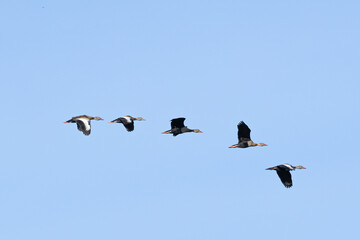 A flock of Orinoco geese in the Pantanal of Mato Grosso do Sul, Brazil © Andre Luiz Frota