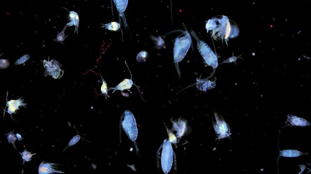 Zooplankton and plankton of the White Sea under a microscope. Various types of crustaceans. Under ultraviolet light.