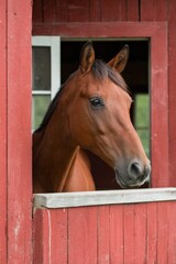 Brown horse in red barn window looking outside