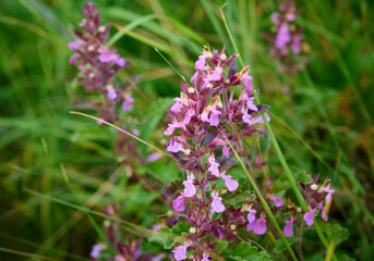 Fragrant summer sunny meadow with Teucrium chamaedrys flowers.