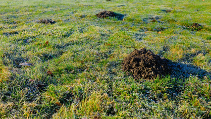 Kopce kreta na zimowym trawniku