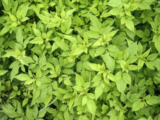 A dense, vibrant carpet of bright green leaves and foliage, viewed from directly above, creating a natural and detailed texture background.