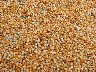 An overhead, full-frame view of a large, uniform spread of dried orange and white corn maize kernels, creating a rich natural texture background.