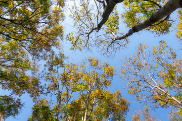yellow leaves against blue sky in autumn