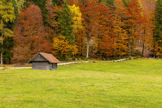 vibrant autumn landscape with colorful dense forest in green, red, orange and yellow tones. alpine wooden cabin on fall forested - Powered by Adobe