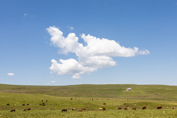 vache laiti&egrave;re Salers sur le plateau du Limon, plateau basaltique dans le Cantal en France en &eacute;t&eacute;