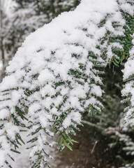 Snow covers evergreen branches in a winter forest scene