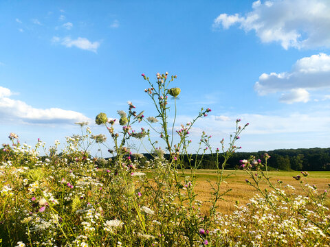 Landschaft mit Disteln