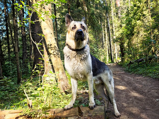 Eastern European Shepherd stands proudly on a log in a lush forest during daylight