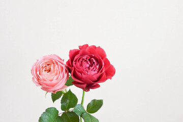 Obraz premium ピンクと赤のばら