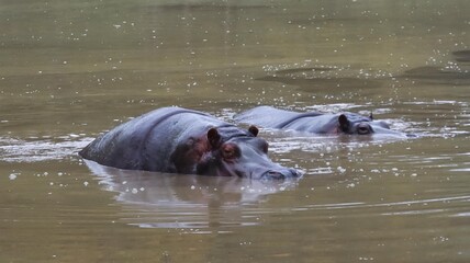 Fototapeta premium Close up of two hippos swimming in the pool floating above water showing partial of the head with copy space. Photo taken on a rainy day in Greater Vancouver Zoo