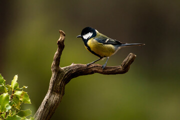 Great tit bird (Parus major) perching on a rustic dead branch against a soft green background, showcasing its vibrant yellow, black, and white plumage in a natural woodland setting - stock photo © Amaiquez