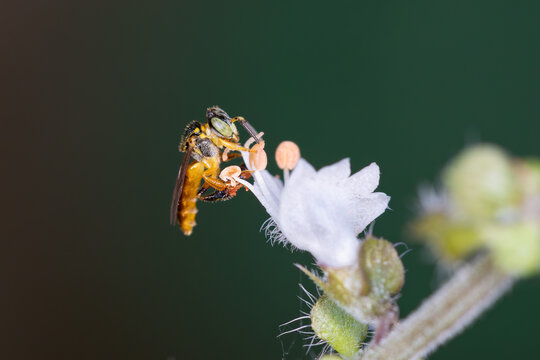 Abelha Jata&iacute;-amarela, tamb&eacute;m conhecida como abelha-ouro, jata&iacute;, abelha-mirim, mosquitinha-verdadeira, sete-portas, tr&ecirc;s-portas, abelha de botas ou minguinho.