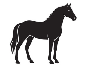 Great Egret white background.