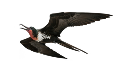 Great frigatebird flying with open beak on transparent background