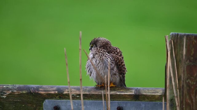 &ldquo;Rain-Soaked Guardian &ndash; Kestrel in Waiting&rdquo;