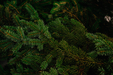 Dense Evergreen Fir Branches Background. Natural Pine Tree Needles Texture. Green Christmas Tree Branches Flat Lay © lover