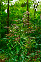 Naklejka premium Jesień w lesie. Na zielonych jeszcze łodygach nawłoci kanadyjskiej widać suche, przekwitnięte kwiatostany.