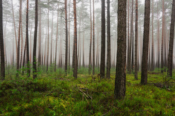 Sosnowy las w mglisty, zimowy poranek. Nad ziemią, między drzewami unosi się warstwa mgły. © boguslavus