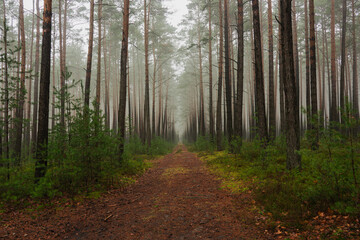 Sosnowy las w mglisty, zimowy poranek. Nad ziemią, między drzewami unosi się warstwa mgły.