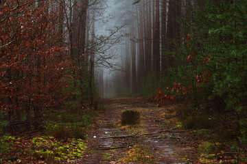 Sosnowy las w mglisty, zimowy poranek. Nad ziemią, między drzewami unosi się warstwa mgły. © boguslavus