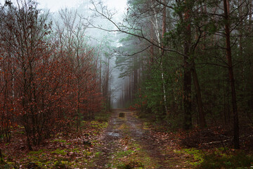 Sosnowy las w mglisty, zimowy poranek. Nad ziemią, między drzewami unosi się warstwa mgły. © boguslavus