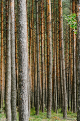 Długie smukłe pnie wysokich, starych drzew sosnowych. © boguslavus