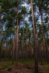 Długie smukłe pnie wysokich, starych drzew sosnowych.