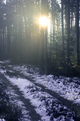 Sosnowy las w mglisty, zimowy poranek. Nad ziemią, między drzewami unosi się warstwa mgły. © boguslavus