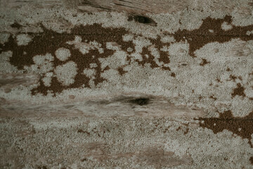 rusty  wooden and mold on wood  background