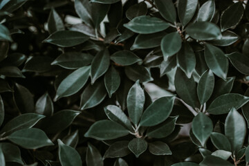 dark green leaves texture soft focus  background