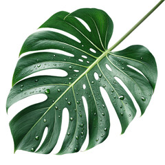 Monstera Leaf with Dew Drops on transparent Background