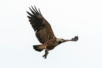 Black collared Hawk, Busarellus nigricollis, Ibera Marshes National Park, Corrientes Province, Argentina.