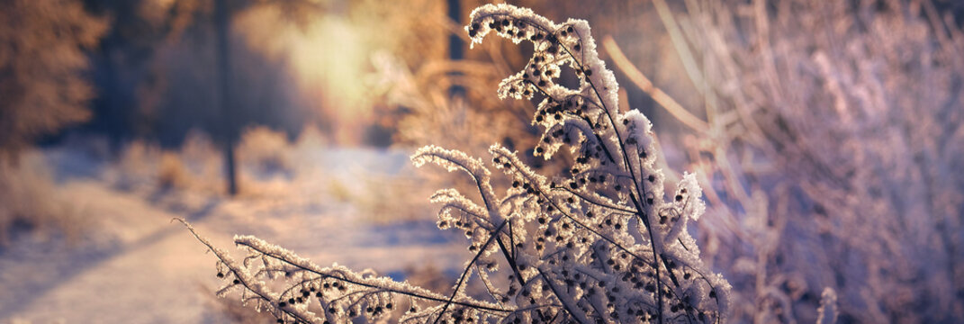 Frozen winter scene. Amazing foggy nature. Frozen flowers at sunrise. Winter snowy wonderland. Idyllic nature, holiday spirits.The freshly fallen snow had a magical sheen under the morning sunlight.
