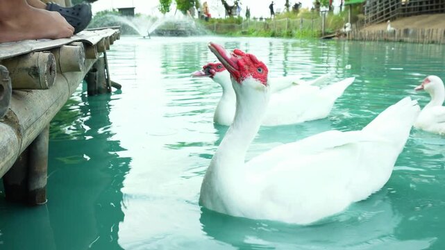 Two Asian siblings joyfully feed a flock of beautiful white ducks floating on bright blue water, capturing childhood happiness, family bonding, nature, and peaceful holiday moments