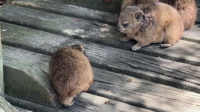 Closeup of Rock Hyrax (hyracoidea)
