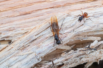 Winged Adult Carpenter Ant with Worker Ant