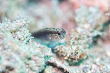 Starry Goby in the Lembeh Strait, Sulawesi, Indonesia