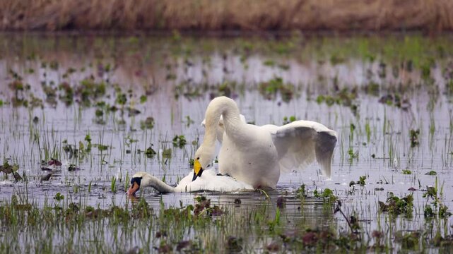 The whooper swan (Cygnus cygnus) is merciless to the defeated mute swan (Cygnus color) that has unwisely entered its territory. Poland, Biebrza Marshes. Slow motion 4K, selective focus on bird's eye